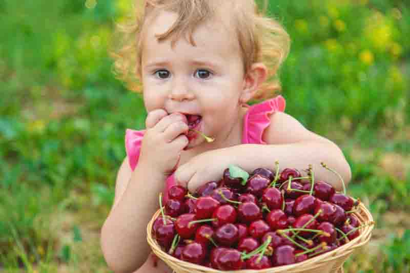 Bowl of fresh sweet and tart cherries with green leaves