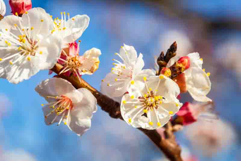 Apricot tree flowers with soft focus. Spring white flowers on a tree branch. Apricot tree in bloom. Spring, seasons, white flowers of apricot tree close-up.