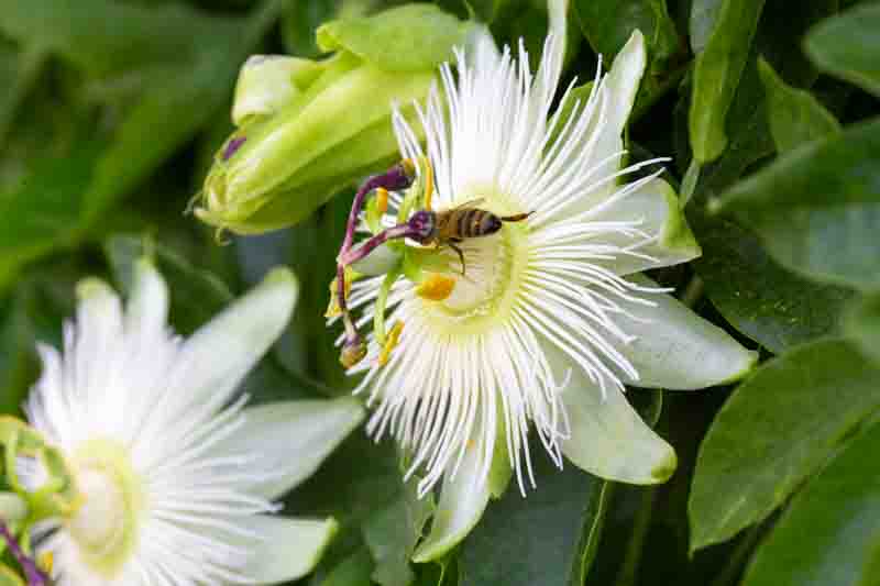 Honey Bee Collecting Pollen on a White Passion Flower (Passiflora caerulea Constance Elliott)