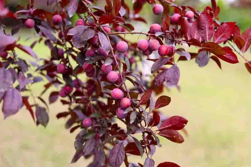 Purple-leaf plum tree with fruits