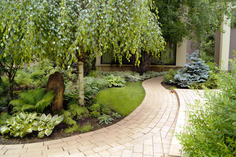 Best Shade Plants That Thrive in Low Light Gardens