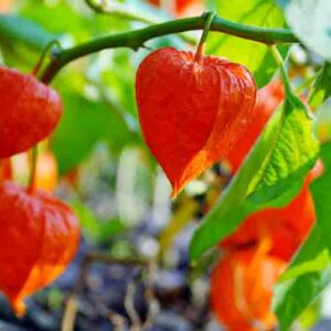 Physalis alkekengi - orange lanterns of physalis alkekengi among green leaves