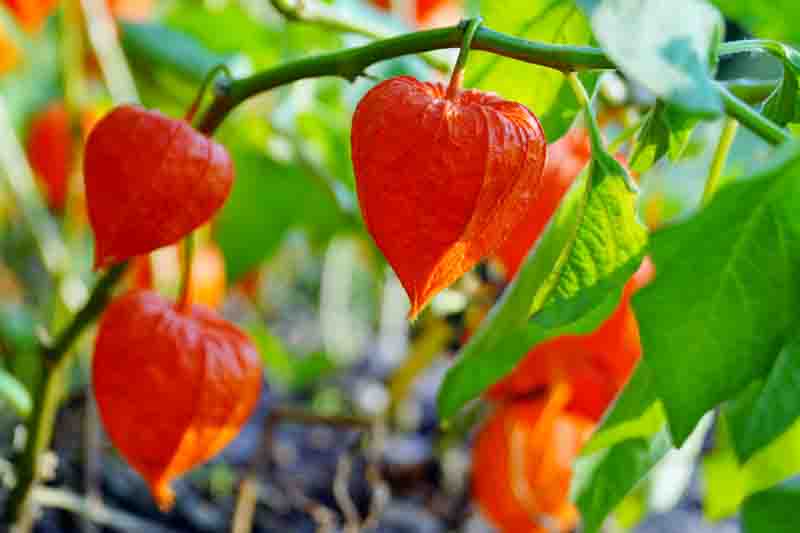 Physalis alkekengi - orange lanterns of physalis alkekengi among green leaves