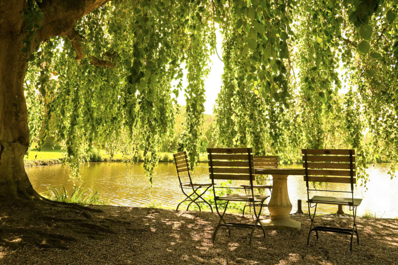 Shade garden, shade plants, Shade tree