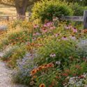 A vibrant wildflower border with coneflower, Indian blanket, mistflower, and autumn sage. Easy, drought-tolerant, and full of pollinators