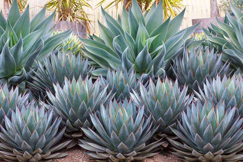 Agave attenuata, Fox Tail Agave,  Lion's Tail Agave, Swan's Neck Agave, Agave Blue Glow, Drought tolerant garden
