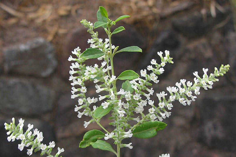 Aloysia gratissima, Whitebrush, Beebrush, Bee Brush, Texas Whitebrush