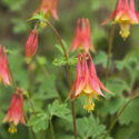 Aquilegia canadensis, Canadian Columbine, Canada Columbine, Eastern Red Columbine, Red Columbine, Wild Columbine, Rock-lily