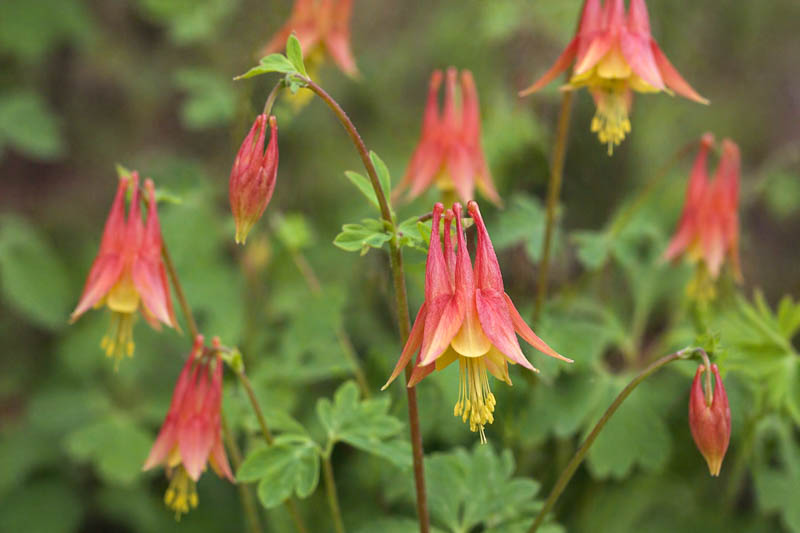 Aquilegia canadensis, Canadian Columbine, Canada Columbine, Eastern Red Columbine, Red Columbine, Wild Columbine, Rock-lily