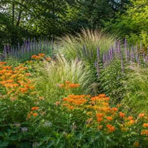 native garden, prairie garden, milkweed, asclepias, hyssop, agastache, stipa, switchgrass