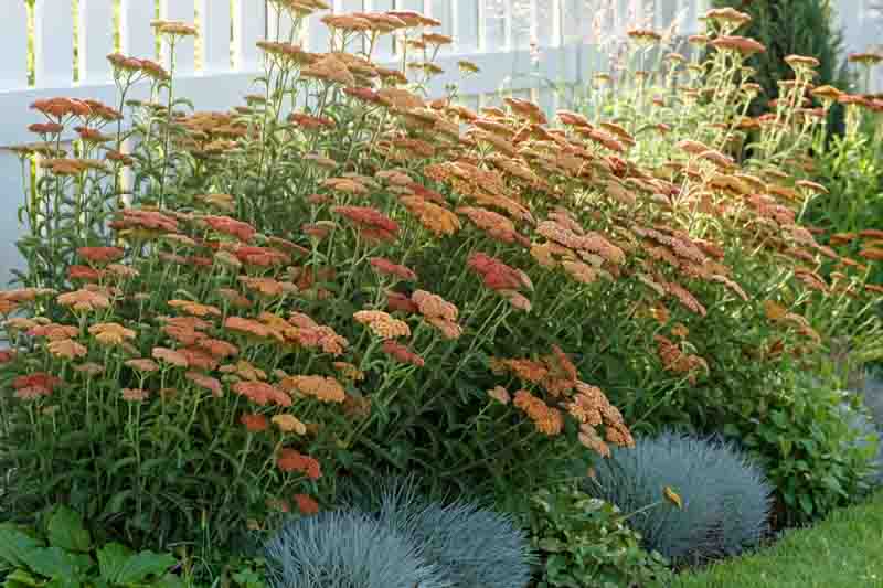 Beautiful garden featuring Festuca glauca and Achillea Terracotta