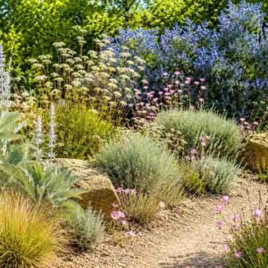 Native Garden, California Dry Garden, Salvia apiana, White sage,,Eriogonum fasciculatum, California buckwheat, Artemisia californica, California sagebrush, Festuca californica, California fescue,Ceanothus‘Concha’, oenothera speciosa, evening primrose