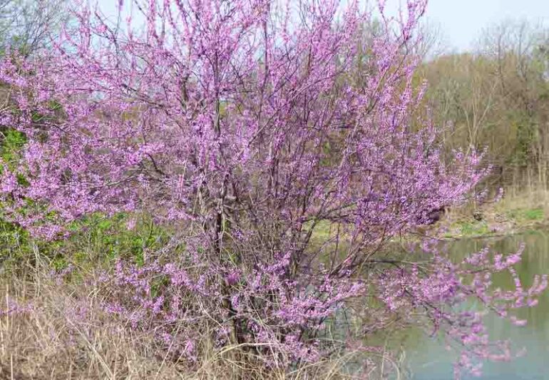 Texas Redbud, Oklahoma Redbud, Texas Redbud Tree, Cercis reniformis, Cercis nitida, Cercis texensis