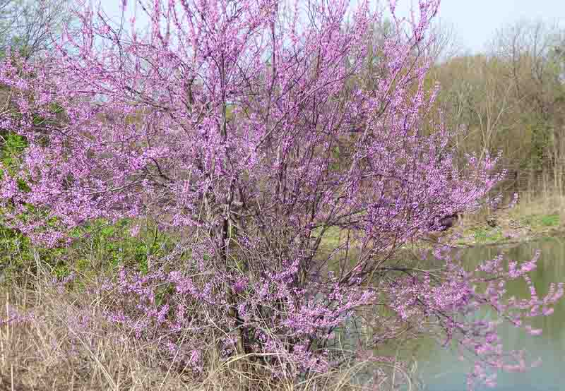 Texas Redbud, Oklahoma Redbud, Texas Redbud Tree, Cercis reniformis, Cercis nitida, Cercis texensis