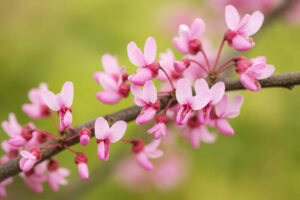 Cercis canadensis var. texensis, Texas Redbud tree blooming with magenta flowers