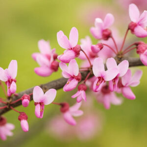 Texas Redbud, Oklahoma Redbud, Texas Redbud Tree, Cercis reniformis, Cercis nitida, Cercis texensis
