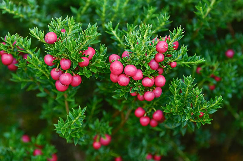 Prickly Heath, Gaultheria mucronata shrub laden with pink berries, Gaultheria mucronata