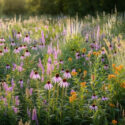 Native garden with echinacea pallida,Pale coneflower, Liatris pycnostachya,Prairie blazing star, Veronicastrum virginicum – Culver’s root, Schizachyrium scoparium, Little bluestem, Sporobolus heterolepis, Prairie dropseed, Asclepias tuberosa, Butterfly milkweed