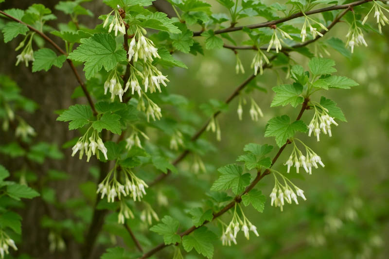 Ribes niveum: Snowy Gooseberry, White-flowered Gooseberry