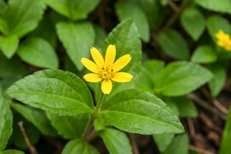 Calyptocarpus vialis horseherb straggler daisy groundcover with yellow daisy like flowers