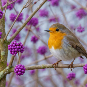 american robin perched on an American beautyberry branch