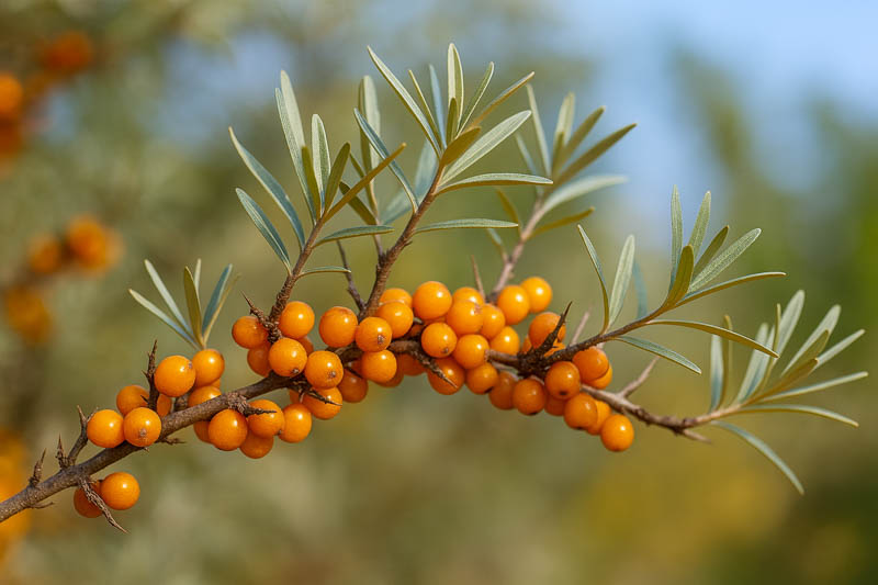 Sea Buckthorn, Seaberry, Sandthorn, Sallowthorn, Siberian Pineapple, Sea Berry, Swallowthorn, Hippophae rhamnoides