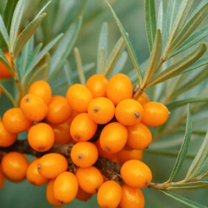 Sea Buckthorn, Seaberry, Sandthorn, Sallowthorn, Siberian Pineapple, Sea Berry, Swallowthorn, Hippophae rhamnoides