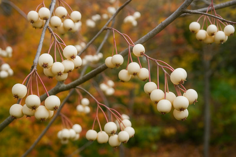 White-fruited rowan, Sorbus cashmiriana with persistent berries