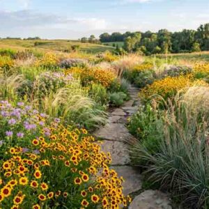 Coreopsis tinctoria, Monarda citriodora, Nassella tenuissima, and Schizachyrium scoparium