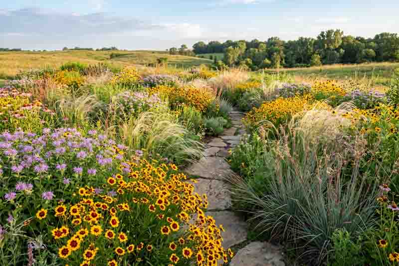 Coreopsis tinctoria, Monarda citriodora, Nassella tenuissima, and Schizachyrium scoparium