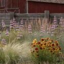 Coreopsis tinctoria, Monarda citriodora, Nassella tenuissima, and Schizachyrium scoparium