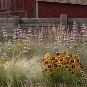 Coreopsis tinctoria, Monarda citriodora, Nassella tenuissima, and Schizachyrium scoparium