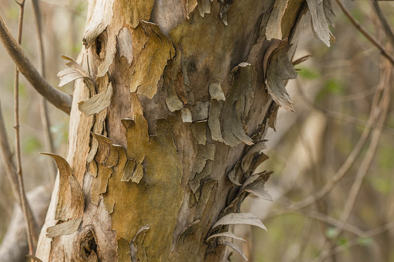Diospyros texana bark and branches, Texas persimmon with smooth gray mottled trunk