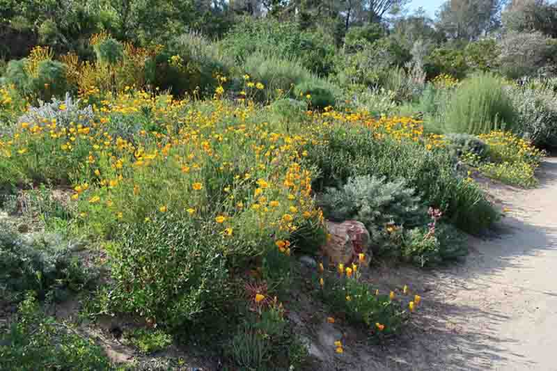 California Sage brush, California Sagebrush, artemisia californica, California Native Plant