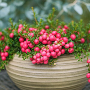 Prickly Heath, Chaura, Murtillo, Chilean Pernettya, Lily Of The Valley Tree, Pink Snowdrop, Gaultheria mucronata