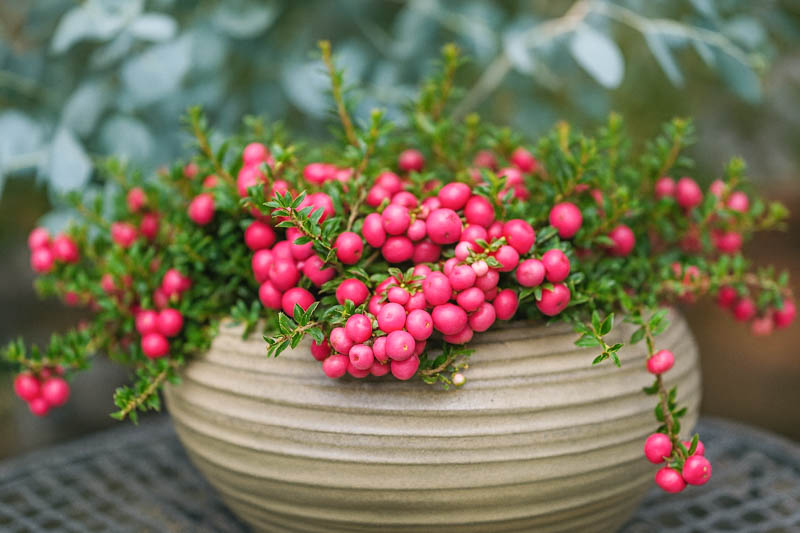 Gaultheria mucronata with pink and white berries