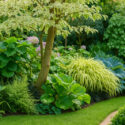 Shade border with Hosta, Bergenia, Cornus controversa 'Variegata', Hakone grass, mondo grass