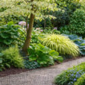 Shade border with Hosta, Bergenia, Cornus controversa 'Variegata', Hakone grass, mondo grass