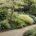 Shade border with Hosta, Bergenia, Cornus controversa 'Variegata', Hakone grass, mondo grass