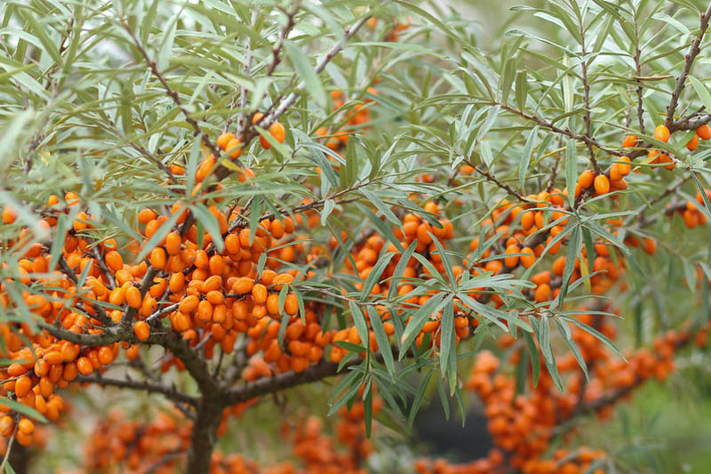 Sea Buckthorn, Sea buckthorn berries on silver foliage in autumn