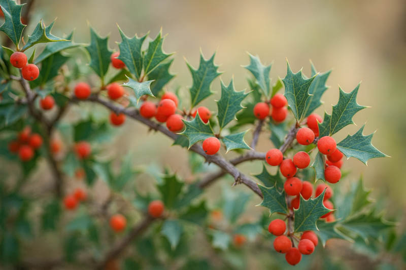 Mahonia trifoliolata, Agarita, Agarito, Algerita, Laredo Mahonia, Laredo Oregon-grape, Trifoliate Barberry, Wild Currant, Berberis trifoliolata,, Yellow Flowers, evergreen shrub