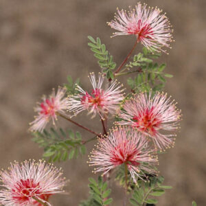 Fragrant Mimosa, Pink Mimosa, Catclaw Mimosa, Sensitive Mimosa, Mimosa borealis