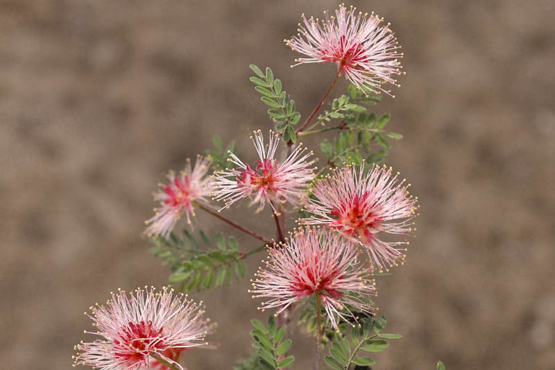 Fragrant Mimosa, Pink Mimosa, Catclaw Mimosa, Sensitive Mimosa, Mimosa borealis