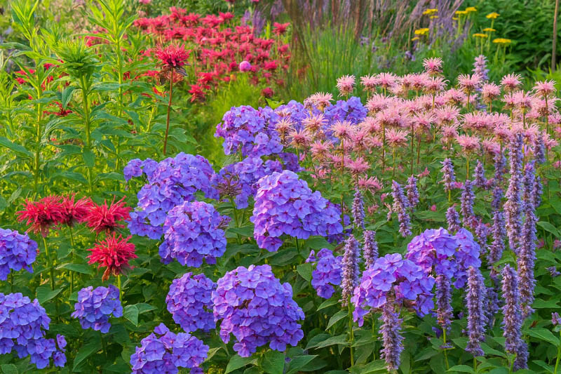 Summer Pollinator Border with Bee Balm, Garden Phlox, and Anise Hyssop, Monarda, Phlox paniculata, Agastache