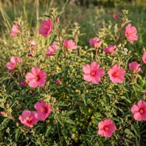 Rock Rose, Rose Pavonia, Rose Mallow, Texas Swampmallow, Texas Rockrose, Wright’s Pavonia, Pavonia Mallow, Rock Rose Mallow, Pavonia wrightii.
