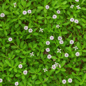 Frogfruit, Frog Fruit, Turkey Tangle Frogfruit, Turkey Tangle Fogfruit, Sawtooth Fogfruit, Turkey Tangle, Capeweed, Matchweed, Common Lippia, Texas Frogfruit,