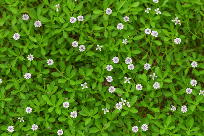 Best Groundcovers for Texas by Region