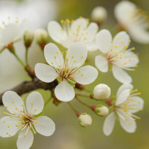 Prunus mexicana, Mexican Plum, Bigtree Plum, Inch Plum, Fall Plum