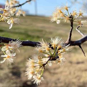 Prunus mexicana, Mexican Plum, Bigtree Plum, Inch Plum, Fall Plum