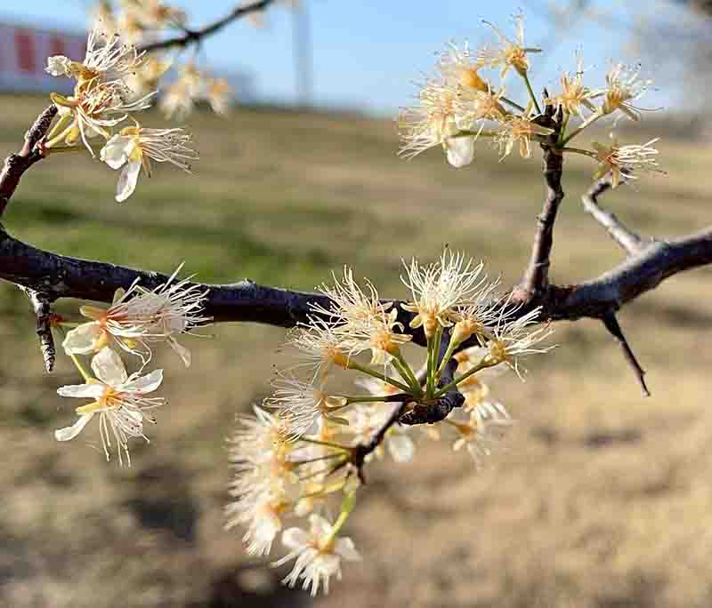 Prunus mexicana, Mexican plum tree in flower with white blossoms